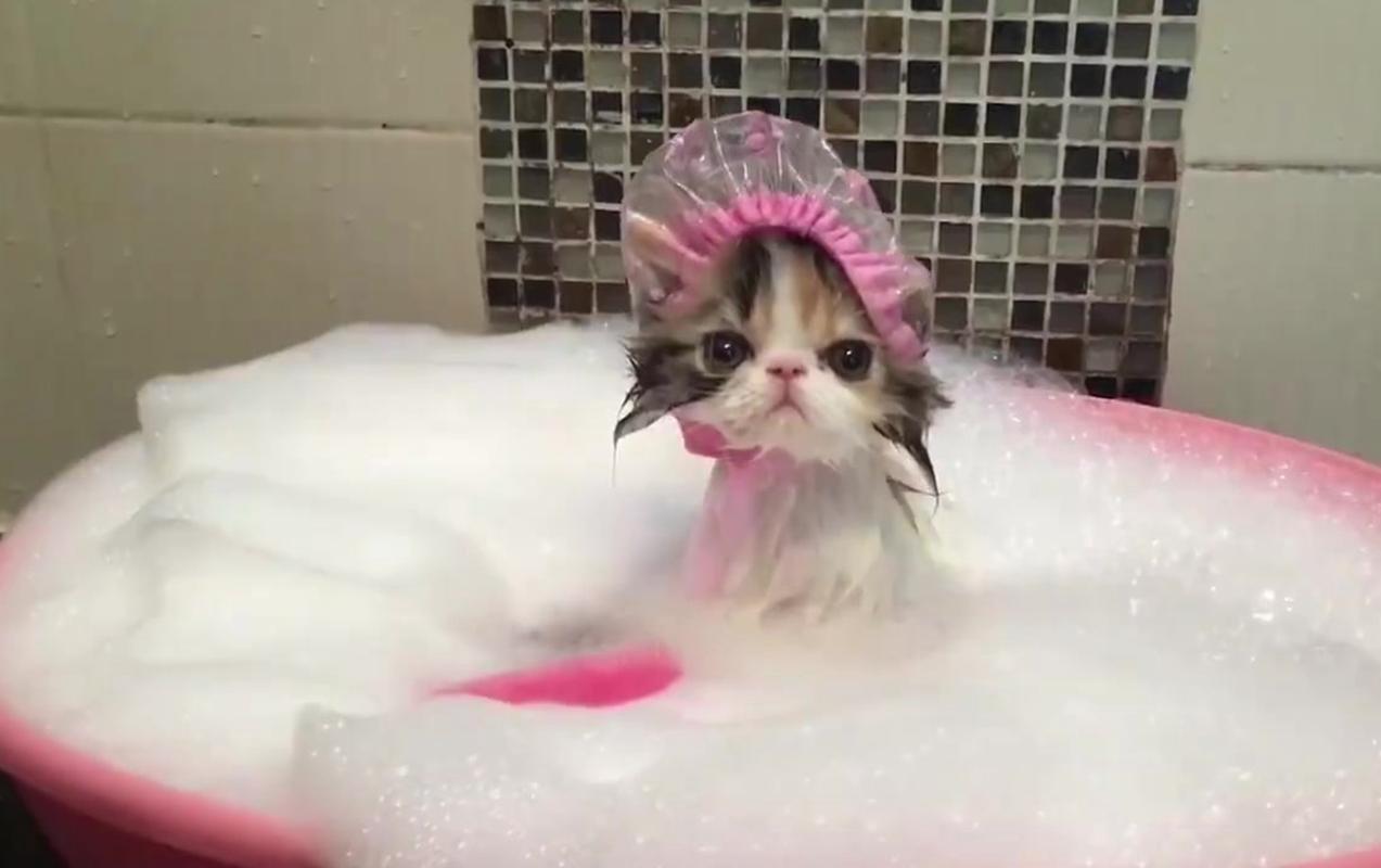 猫什么时候洗澡,猫什么时候洗澡合适,小猫什么时候可以洗澡？
