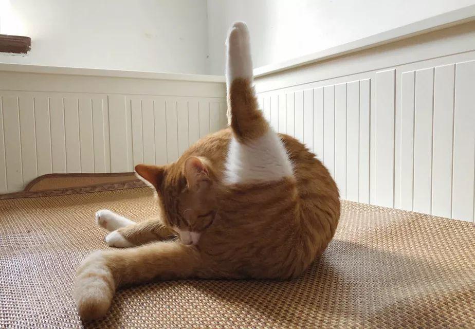猫咪蹭屁股,,猫咪多久擦一次屁股？