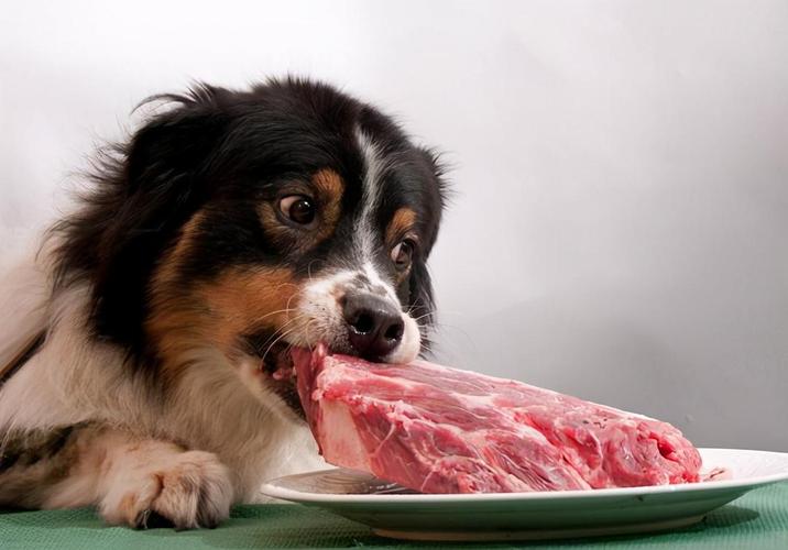 狗吃什么长肉,狗吃什么长肉快,狗吃什么长肉