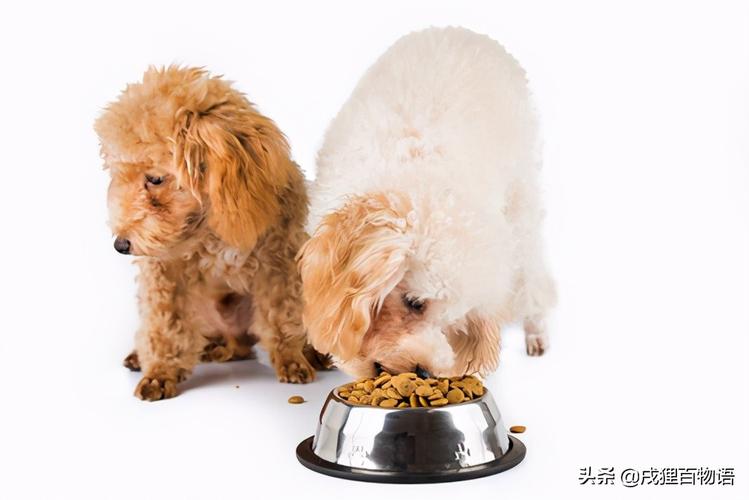 狗吃什么长肉,狗吃什么长肉快,狗狗可以吃豆制品，或豆类吗？