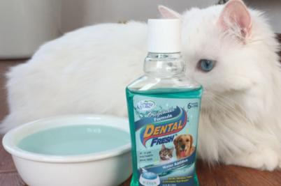 猫咪漱口水,猫咪漱口水真的有用吗,猫用漱口水的正确使用方法？