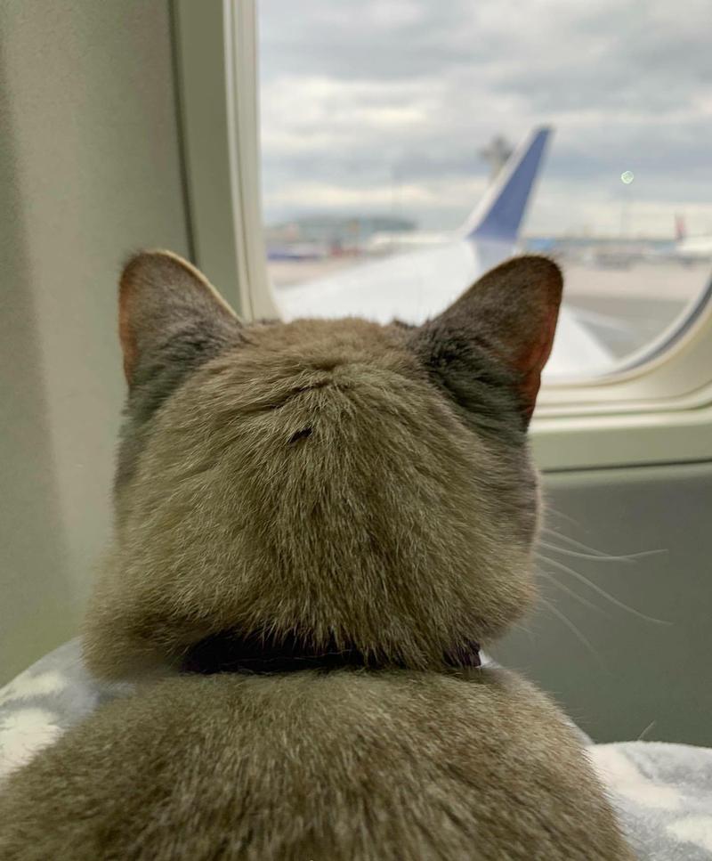 猫咪上飞机,猫咪上飞机需要什么手续,猫怎么坐飞机？
