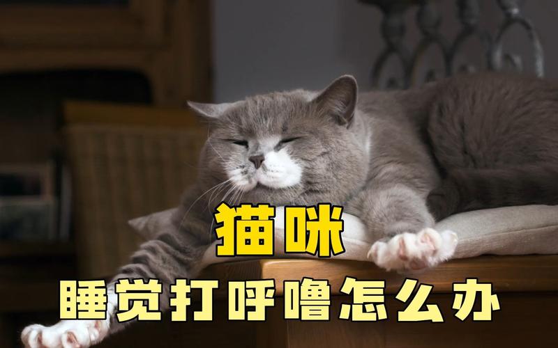 猫咪睡觉打呼噜,猫咪睡觉打呼噜正常现象吗,猫打呼噜代表什么？