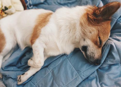 狗狗为什么喜欢睡觉,狗狗为什么喜欢睡觉朝着门口,小狗为什么喜欢仰着睡觉？