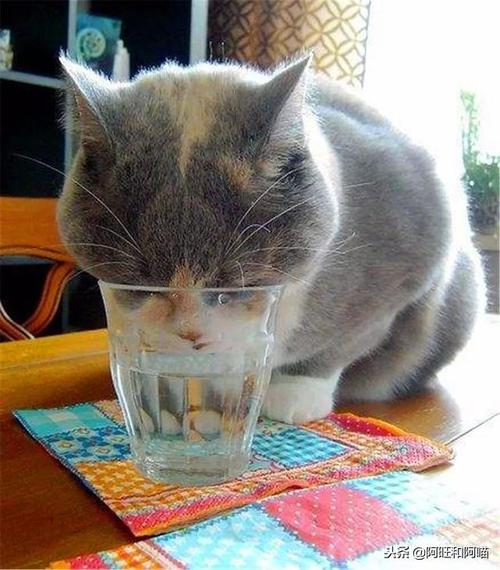 猫咪不爱喝水,猫咪不爱喝水怎么办,猫为什么不喝水？
