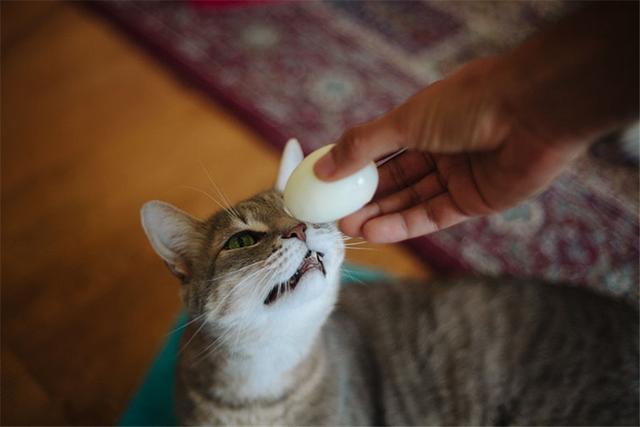 猫咪可以吃鸡蛋吗,猫咪可以吃鸡蛋吗熟的,猫到底能不能吃鸡蛋？包括蛋清？