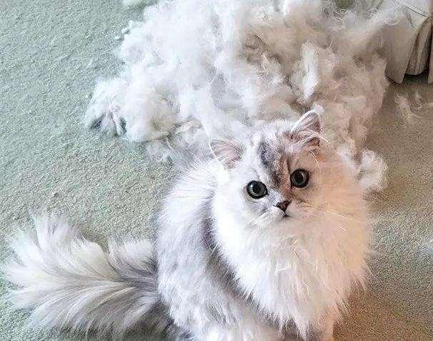 猫为什么会掉毛,猫为什么会掉毛严重,猫为什么会掉毛？