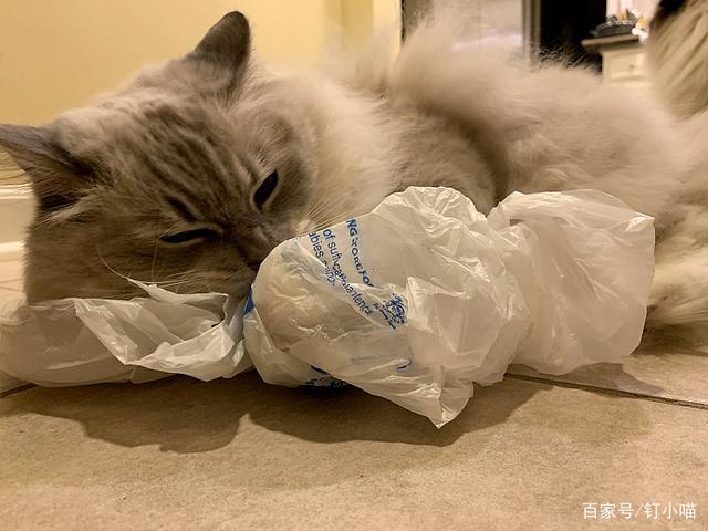 猫咪吃塑料,猫咪吃塑料袋是为什么,小猫吃了塑料能自己排出来吗？