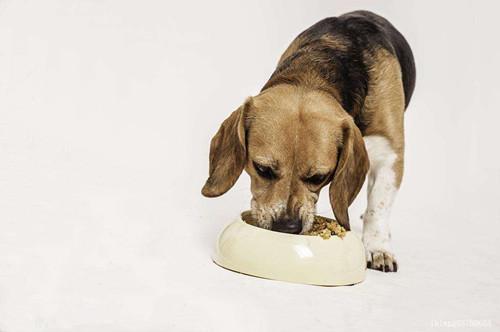 为什么狗狗不吃饭,为什么狗狗不吃饭还逐渐消瘦,狗狗为什么突然不愿意吃饭了呢？