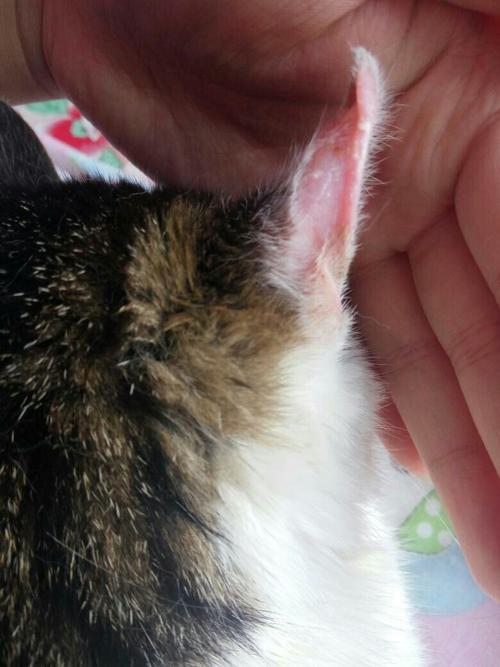 猫咪耳朵掉毛,猫咪耳朵掉毛是什么原因引起的,猫咪的耳朵背面掉下一层皮？