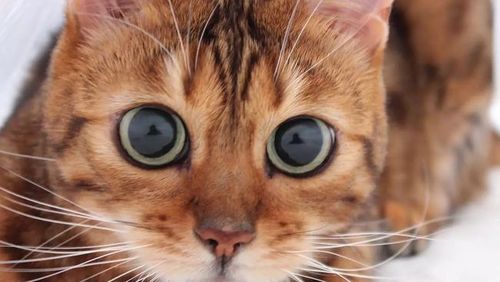 猫咪瞳孔放大,猫咪瞳孔放大意味着什么,猫咪什么时候会放大瞳孔？
