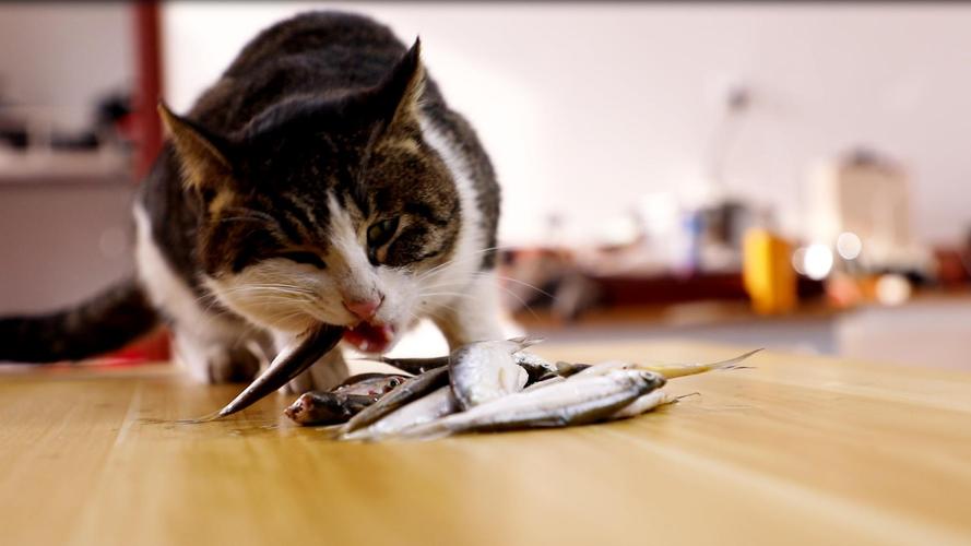 猫咪可以吃鱼吗,2个月猫咪可以吃鱼吗,猫咪究竟能不能吃鱼呢？