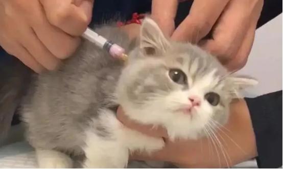 猫咪预防针,猫咪预防针多久打一次,猫需要打什么疫苗？
