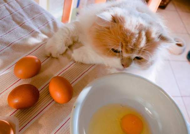 蛋黄猫咪可以吃吗,生鸡蛋黄猫咪可以吃吗,猫可以吃蛋黄吗？