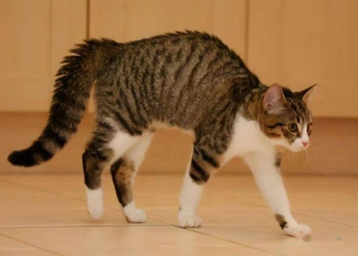 猫咪弓着背,猫咪弓着背尾巴竖起来蹭人,我家小猫总弓背斜着跑为什么？
