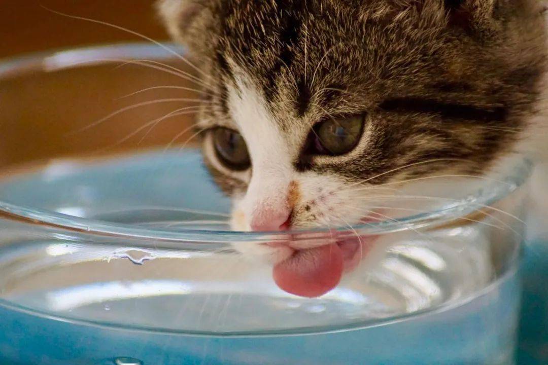 猫咪喝水多,猫咪喝水多正常吗,怎么让猫咪多喝水？