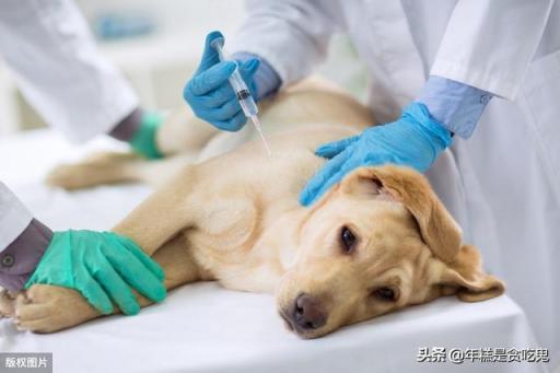 狗为什么打疫苗,狗为什么打疫苗针,狗狗打疫苗有什么用？