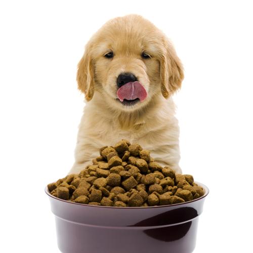小狗该吃什么,小狗该吃什么食物,一个月的小狗怎么喂,一天喂几回？