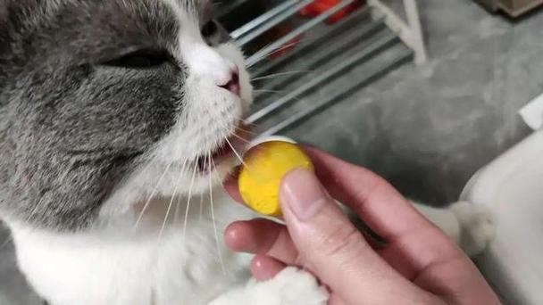 猫咪可以吃蛋黄吗,猫咪可以吃蛋黄吗熟的,猫吃蛋黄的正确方法？