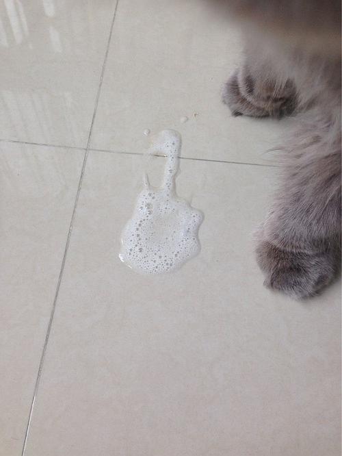 猫咪吐白色泡沫,猫咪吐白色泡沫是什么原因,猫洗完澡吐白色泡沫怎么回事？