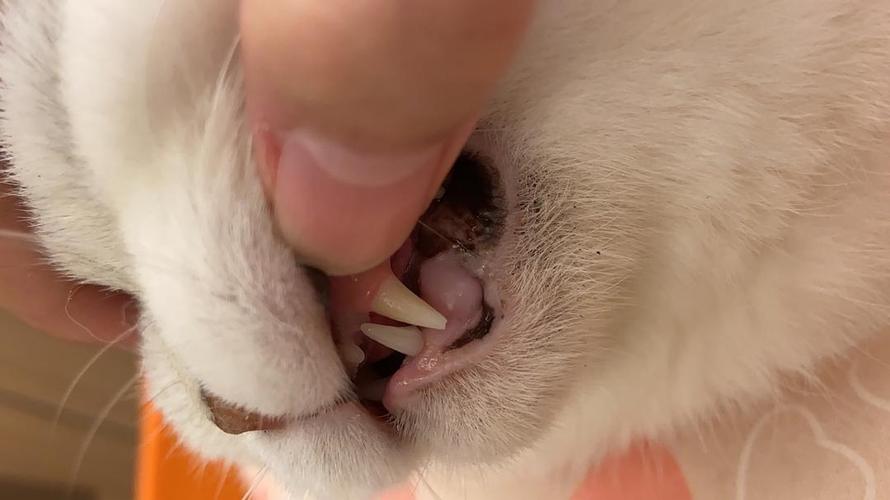 猫咪牙掉了,猫咪牙掉了还能长吗,猫咪为什么会掉牙?正常吗？
