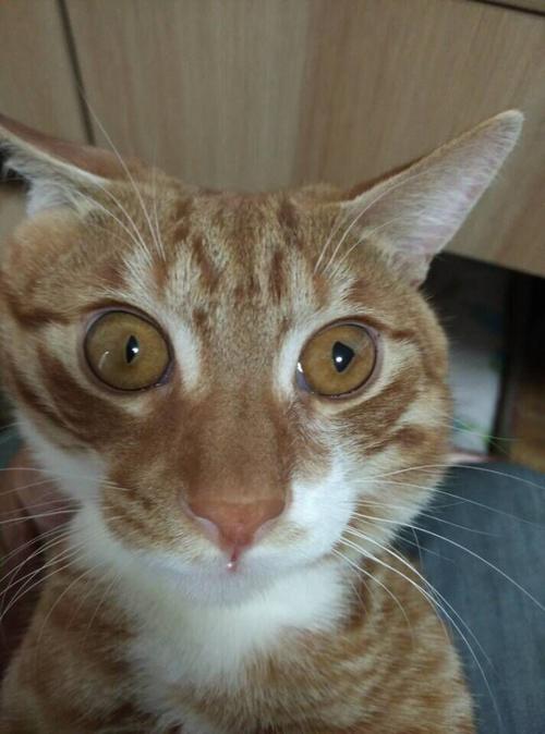猫咪大小眼,猫咪大小眼是怎么了,猫咪的眼睛一大一小？