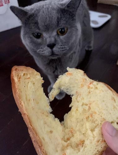 猫咪吃面包,猫咪吃面包会怎么样,猫可以吃面包吗？