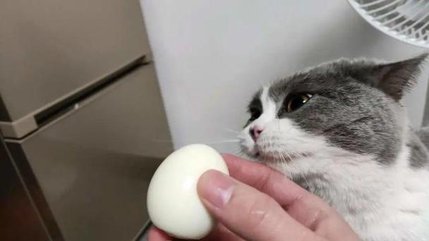 猫咪吃鸡蛋黄,猫咪吃鸡蛋黄的好处,猫咪能吃蛋黄吗？