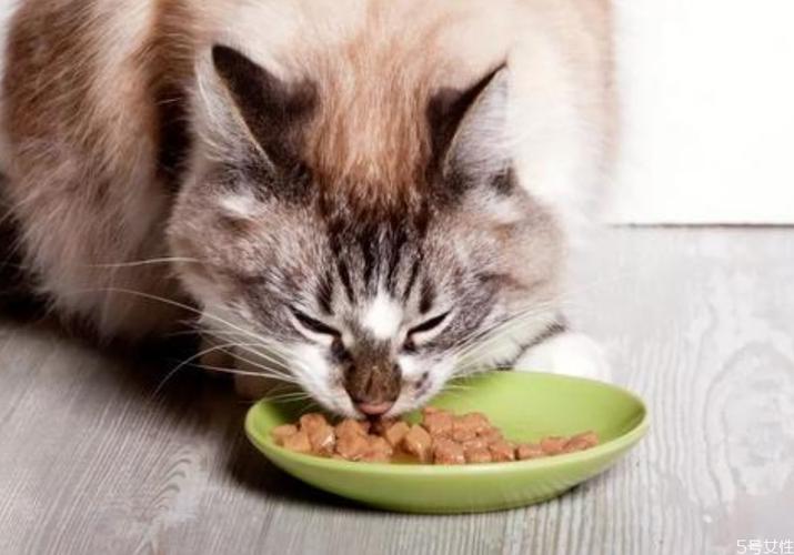 猫咪营养不良,猫咪营养不良吃什么补得快,猫营养不良吃什么能补得快？