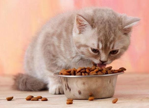 一个月的猫吃什么,一个月的猫吃什么食物,一个月的小猫吃什么，一个月的小猫怎么喂养？