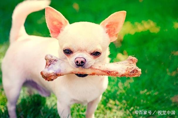 小狗喜欢吃什么,小狗喜欢吃什么食物,狗狗喜欢吃牛肉还是骨头？