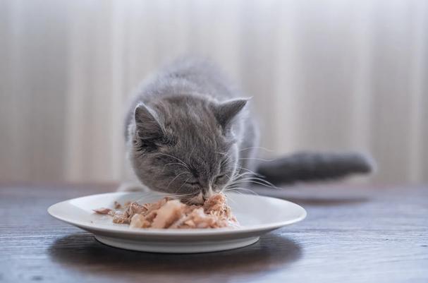猫吃什么的,猫吃什么的英语,猫咪能吃的食物有哪些？