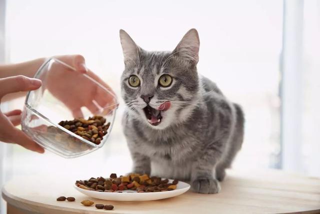 猫吃什么补充营养,怀孕猫吃什么补充营养,猫一般吃什么？