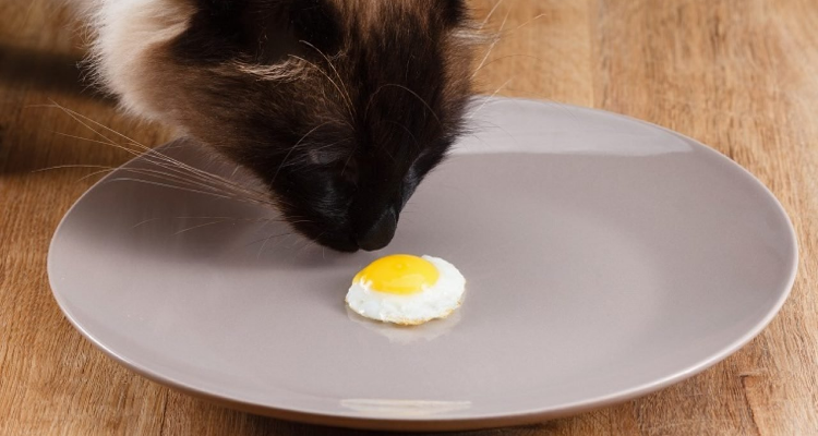 猫咪能吃鸡蛋吗,猫咪能吃鸡蛋吗煮熟的鸡蛋,猫能不能吃鸡蛋，是蛋黄，还是蛋白？
