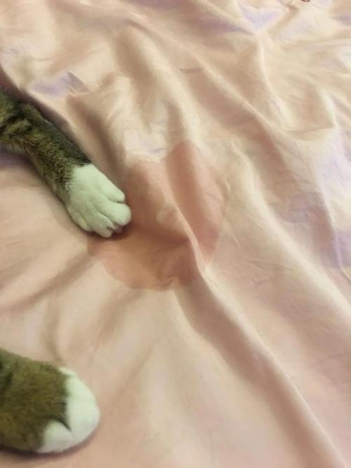 猫咪尿床上,猫咪尿床上是什么原因,制止猫尿床最粗暴直接的方法？