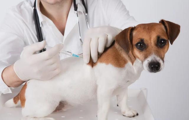 狗狗要打什么疫苗,两个月的狗狗要打什么疫苗,狗狗打的七种疫苗是指哪七种，医生说防七种病？