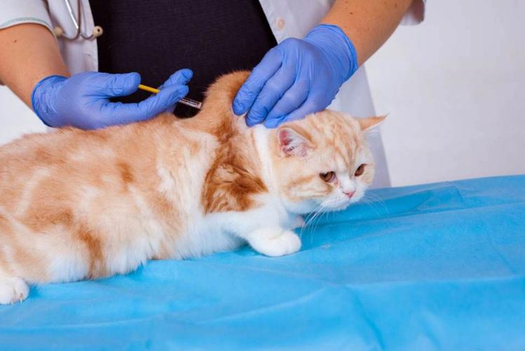 猫咪打几次疫苗,猫咪打几次疫苗合适,猫疫苗多久打一次？
