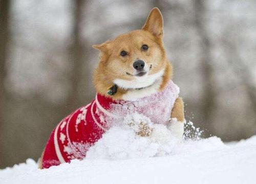 狗为什么不怕冷,狗为什么不怕冷不怕热,冬天狗在外面能冻死吗？