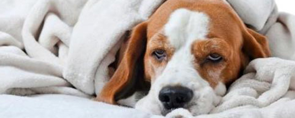 狗狗发烧有什么症状,狗狗发烧有什么症状表现,怎么判断幼犬发烧？