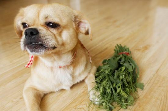 狗狗吃什么容易消化,狗狗吃什么容易消化的食物,小狗胃液能消化枣核吗？