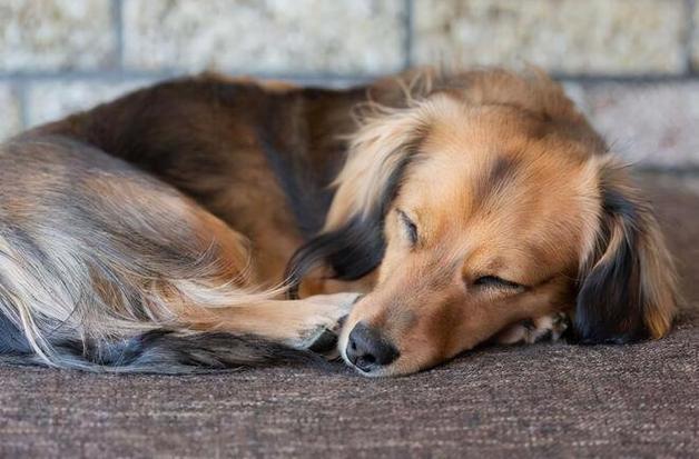 狗狗为什么喜欢睡门口,狗狗为什么喜欢睡门口边,狗狗冬天为什么老爱睡觉？