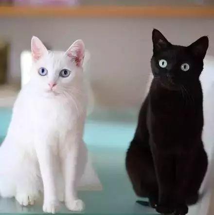 养黑猫有什么说法,养黑猫有什么说法吗,白猫和黑猫吉祥不？