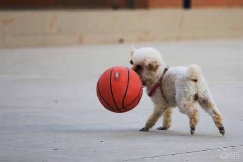 狗为什么喜欢玩球,狗为啥喜欢玩球,4个月泰迪为什么不玩球？