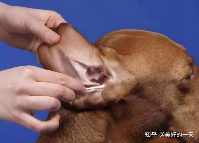 狗的耳朵有什么作用,狗的耳朵有什么作用和特点是什么,为什么狗耳朵要定期清理？