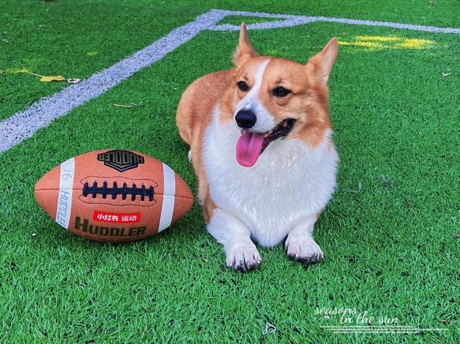 狗狗为什么喜欢玩球,狗狗为什么喜欢玩球不给主人,狗狗为什么喜欢玩球