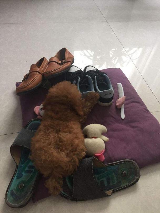 小狗为什么喜欢咬拖鞋,小狗为什么喜欢咬拖鞋到狗窝里,我家的泰迪老喜欢咬拖鞋，怎么办？