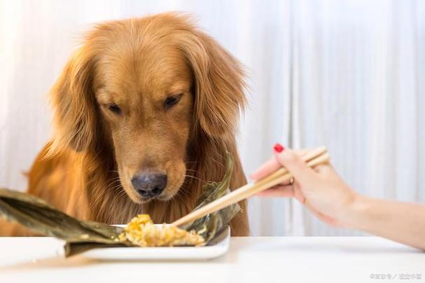狗为什么不能吃米饭,宠物狗为什么不能吃米饭,小狗可以吃米饭吗？
