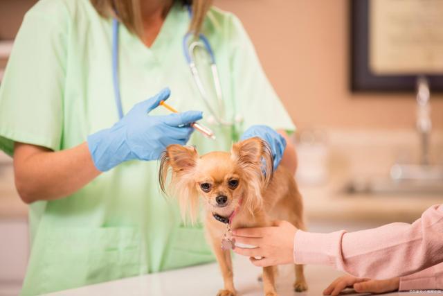 为什么要给狗打疫苗,为什么要给狗打疫苗针,狗狗疫苗为啥要皮下注射？