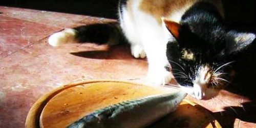 猫为什么不会被鱼刺卡,猫为什么不会被鱼刺卡住,猫咪吃鱼为什么不会被鱼刺卡到？