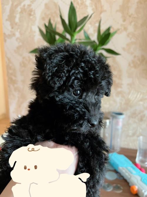 黑色泰迪幼犬图片,黑色泰迪幼犬图片一个月,黑色泰迪的寓意和象征？